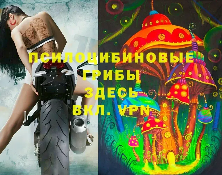 KRAKEN как зайти  Грязовец  Галлюциногенные грибы MAGIC MUSHROOMS 